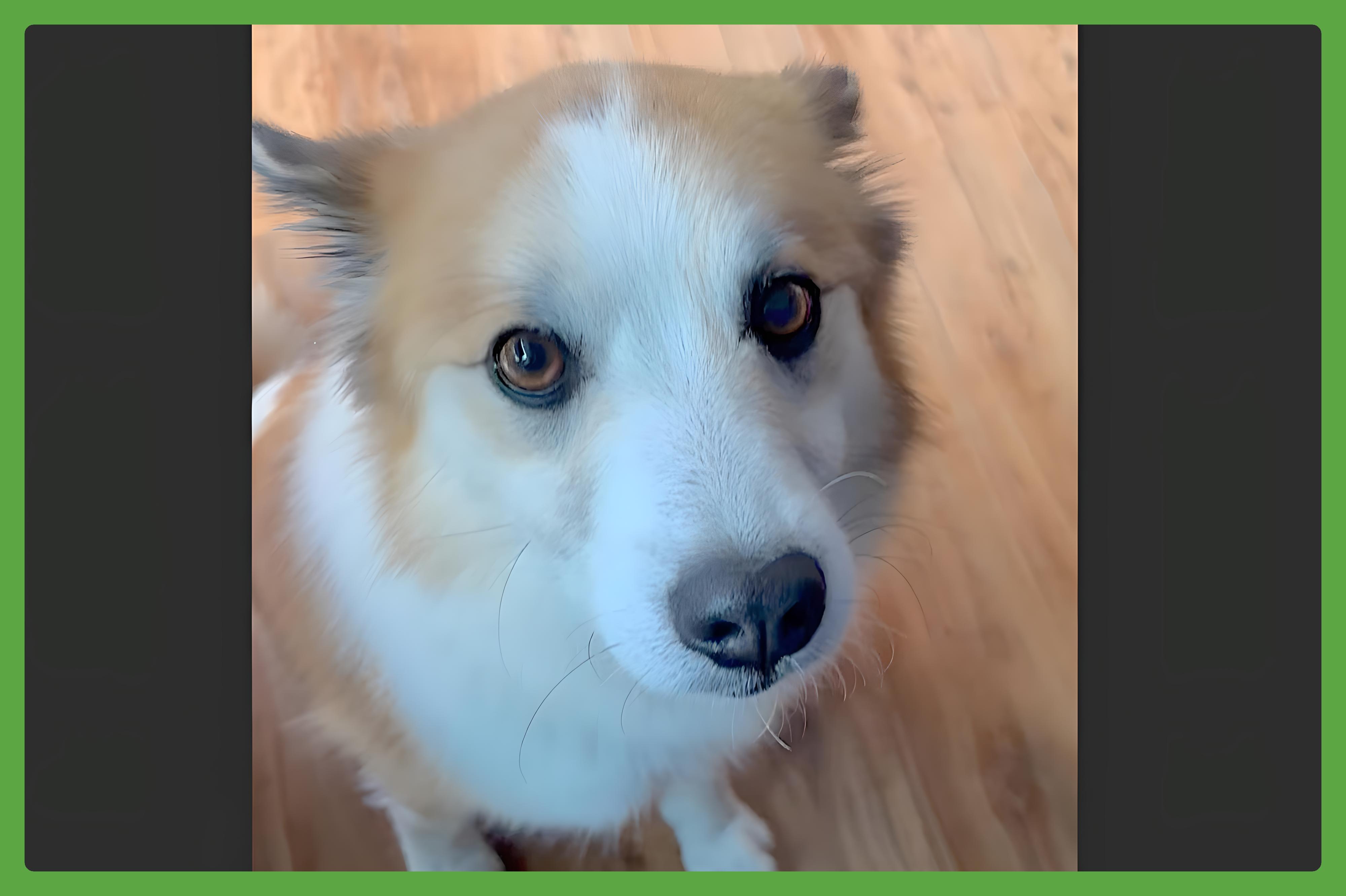 Ridgecrest Animal Shelter Animal Shelters in Ridgecrest CA