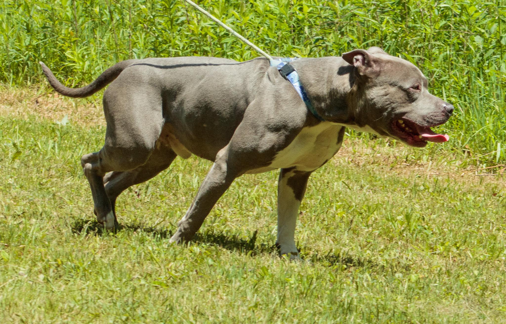 Enlarge PISGAH PETE, a Adoptable mixed breed in Millerstown, PA image 2/5