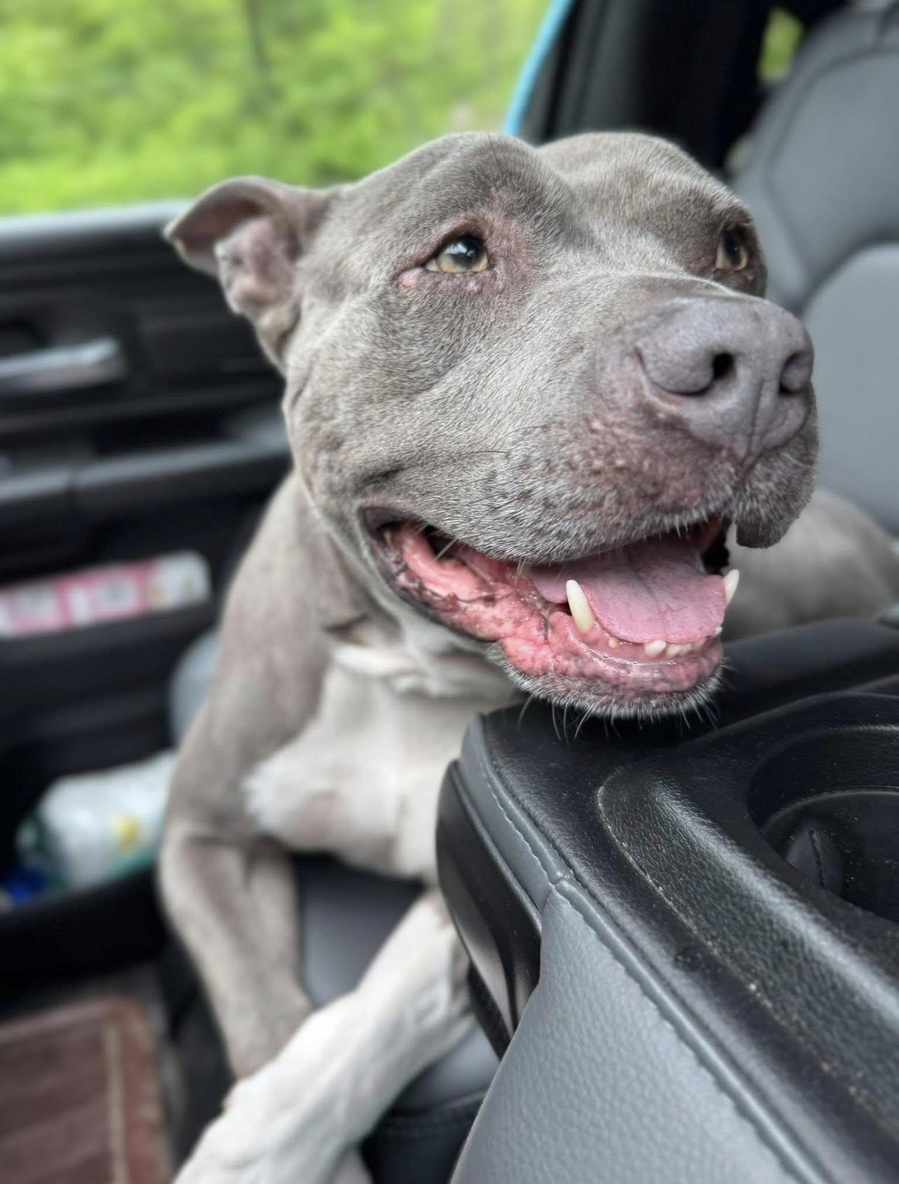 Enlarge PISGAH PETE, a Adoptable mixed breed in Millerstown, PA image 1/5