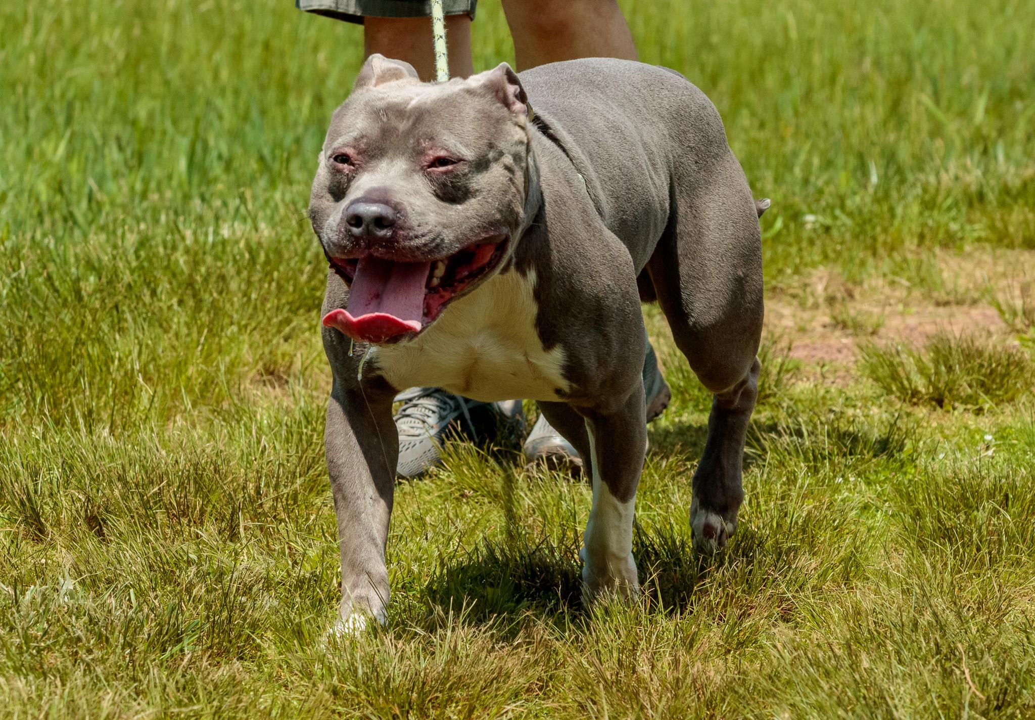 Pisgah PETE