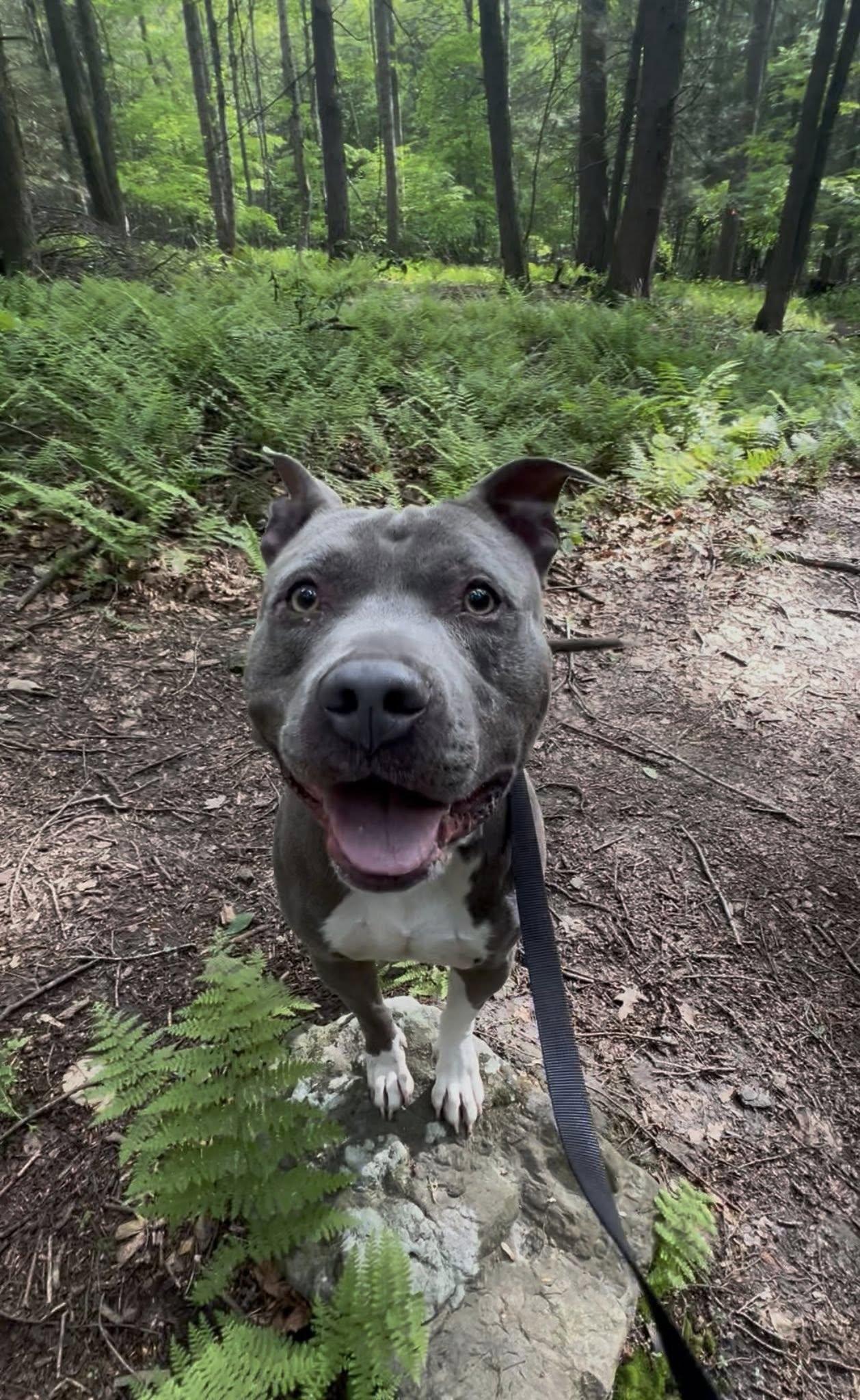 Enlarge PISGAH PETE, a Adoptable mixed breed in Millerstown, PA image 4/5