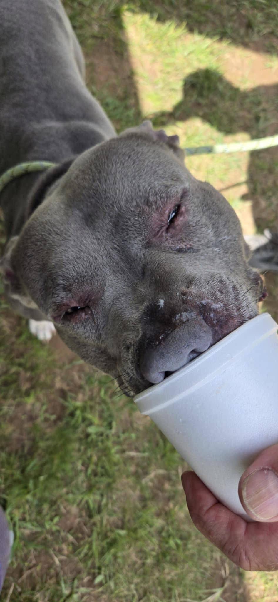 Enlarge PISGAH PETE, a Adoptable mixed breed in Millerstown, PA image 5/5