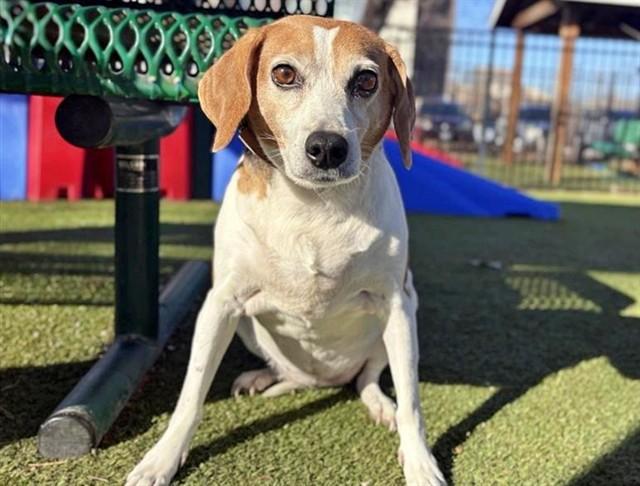 JULIE, Adoptable, Senior Female Beagle.