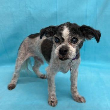 Enlarge Winkle (was Landline), a Adoptable mixed breed in Pacific Grove, CA image 1/6