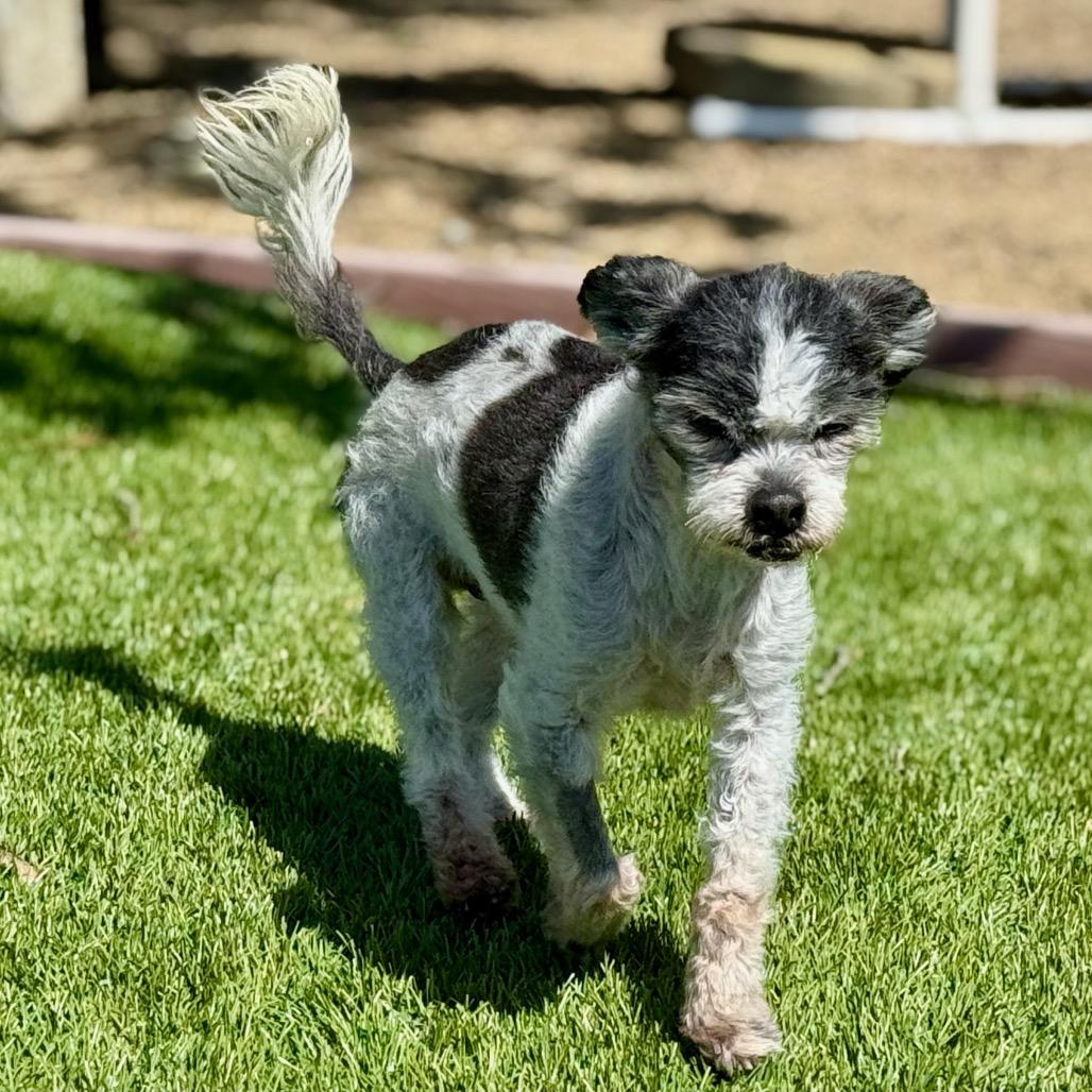 Enlarge Winkle (was Landline), a Adoptable mixed breed in Pacific Grove, CA image 2/6