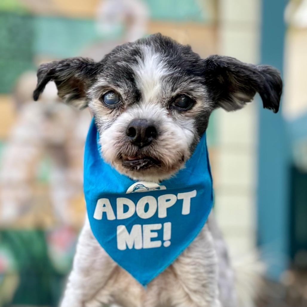 Enlarge Winkle (was Landline), a Adoptable mixed breed in Pacific Grove, CA image 3/6