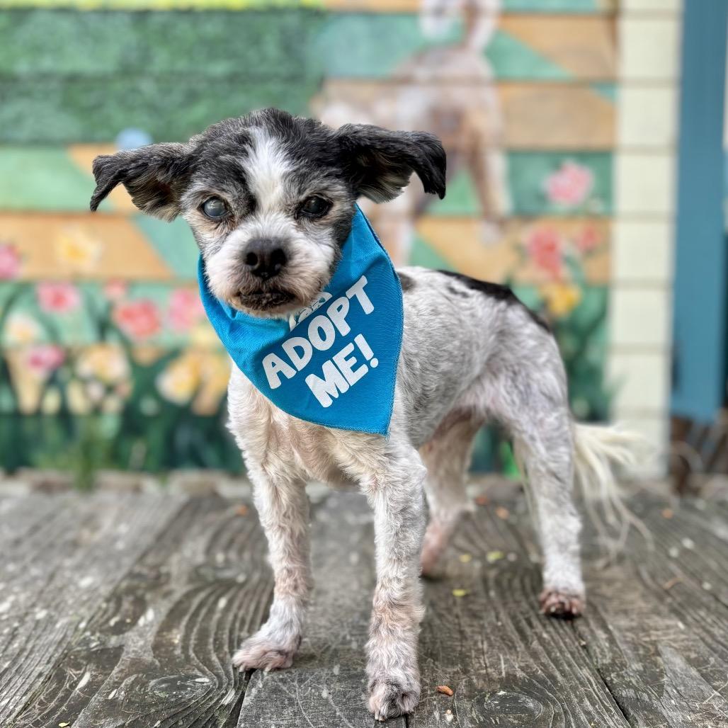 Enlarge Winkle (was Landline), a Adoptable mixed breed in Pacific Grove, CA image 4/6