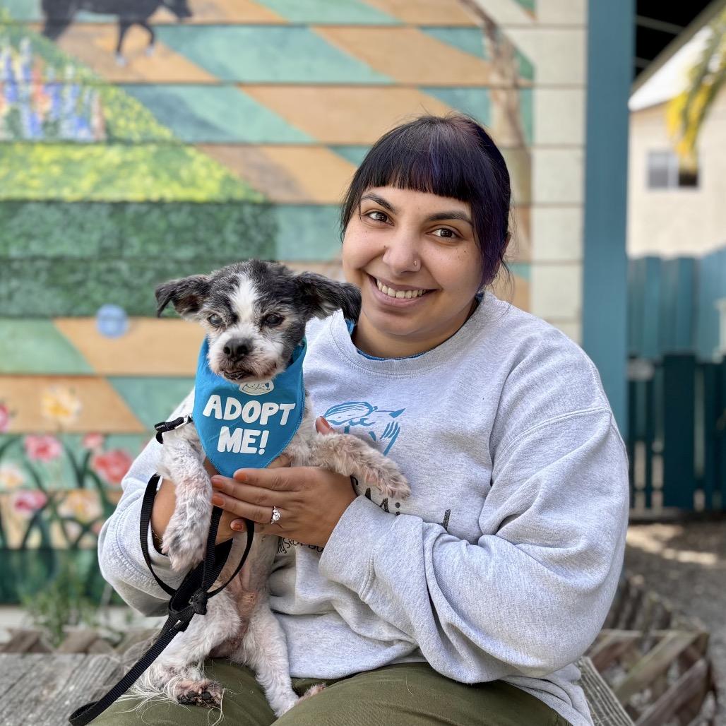 Enlarge Winkle (was Landline), a Adoptable mixed breed in Pacific Grove, CA image 5/6