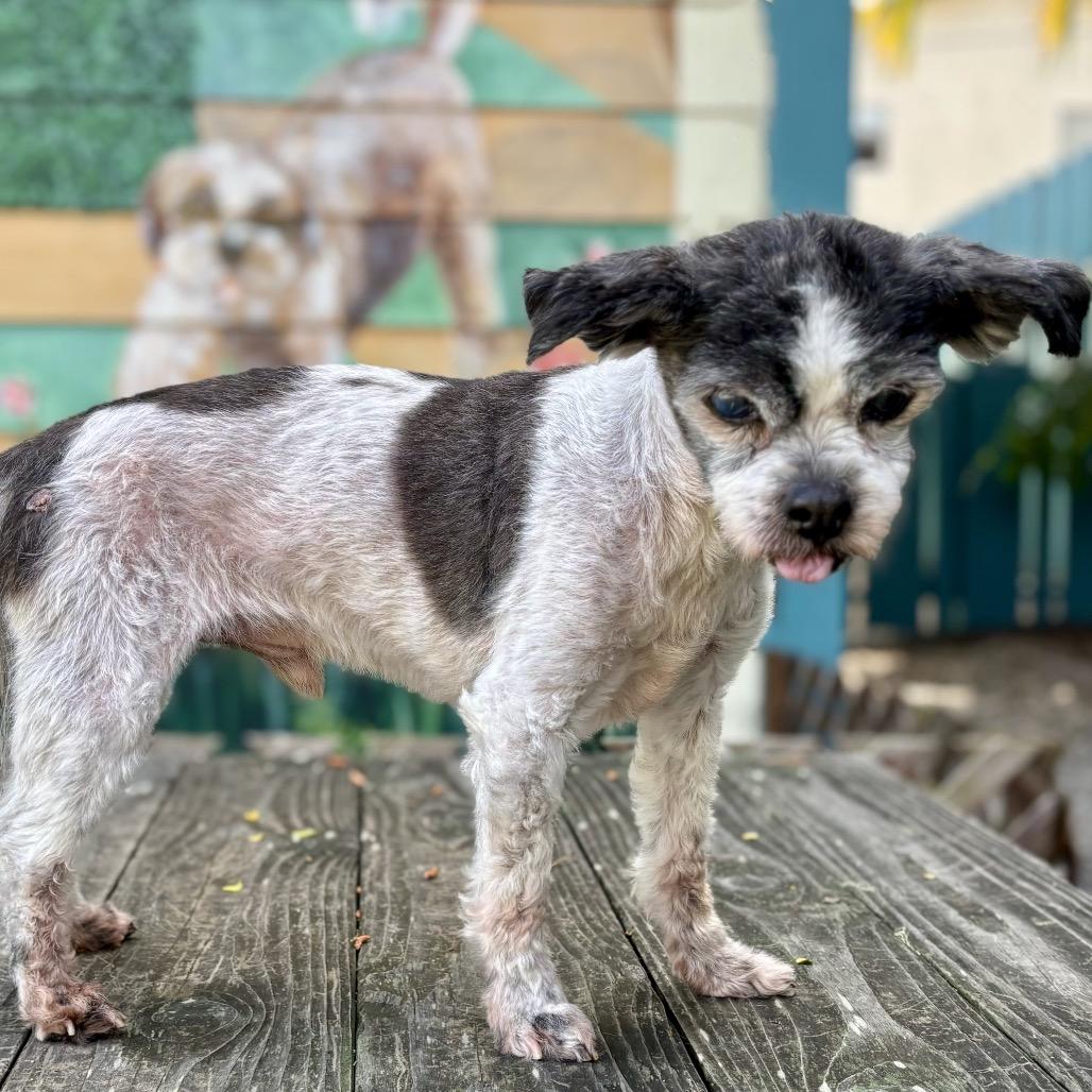 Enlarge Winkle (was Landline), a Adoptable mixed breed in Pacific Grove, CA image 6/6