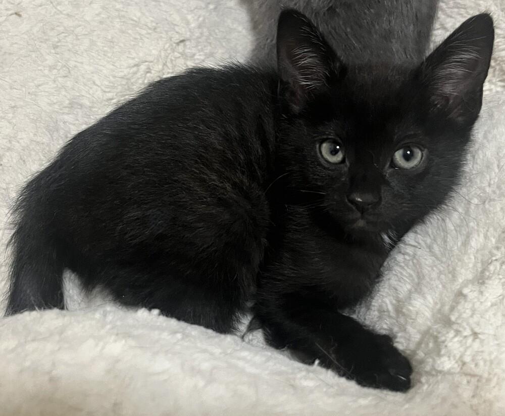Diamond, a Adoptable mixed breed in Lafayette, CO image 2/2