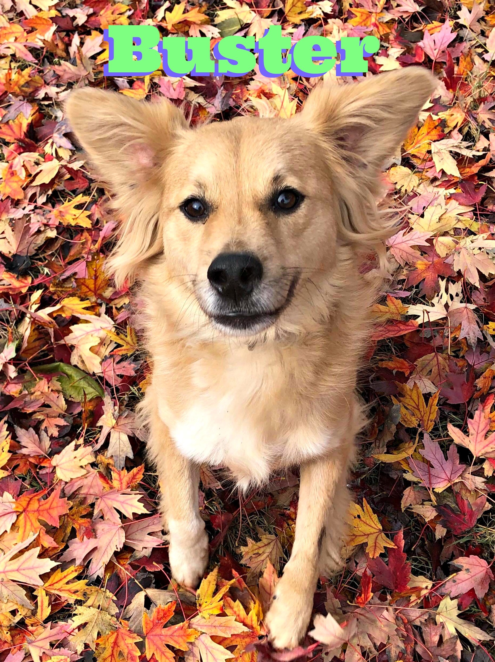 Buster-hospice dog, Adult Male unknown