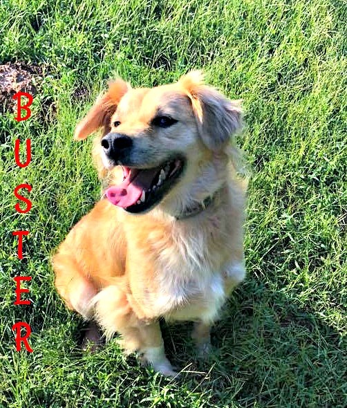Enlarge Buster-hospice dog, a Adoptable mixed breed in Cushing, OK image 2/10