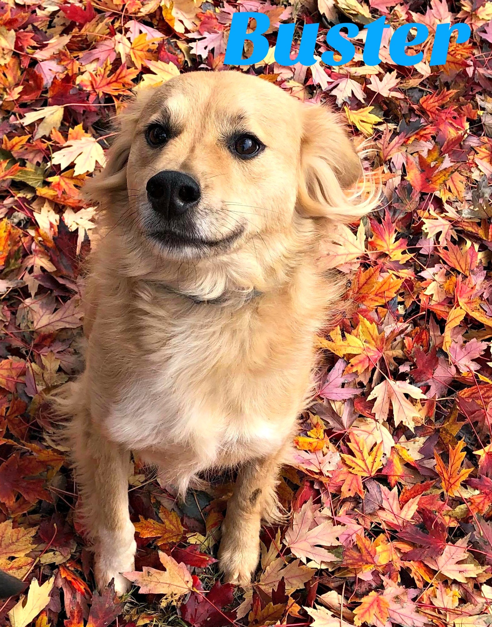 Buster-hospice dog photo 2