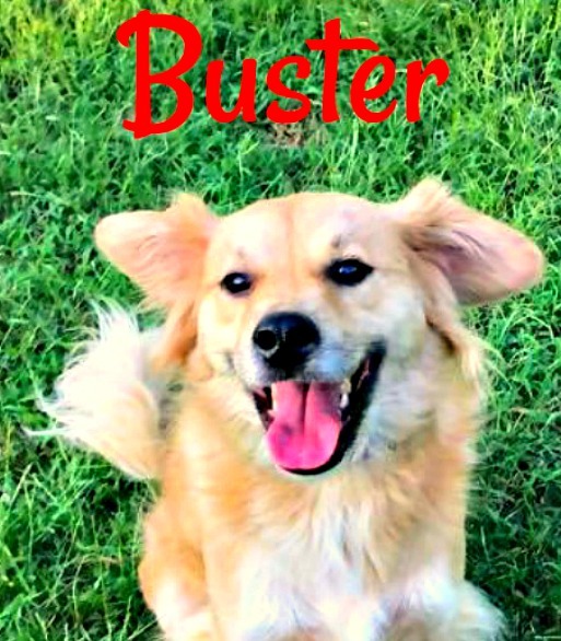 Enlarge Buster-hospice dog, a Adoptable mixed breed in Cushing, OK image 4/10