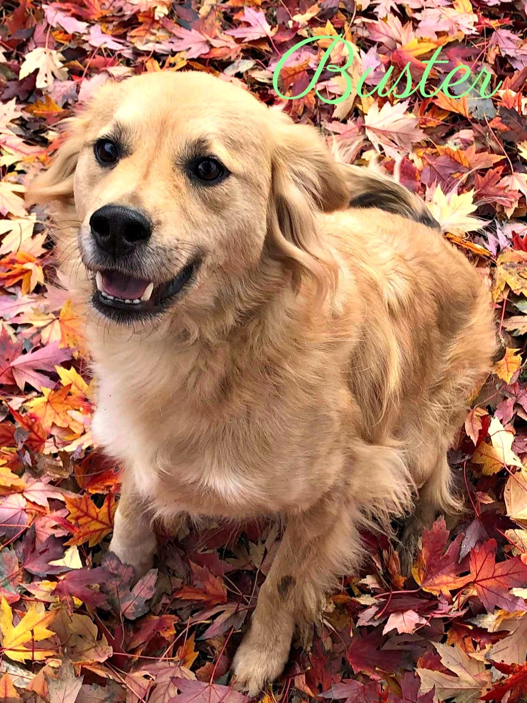 Enlarge Buster-hospice dog, a Adoptable mixed breed in Cushing, OK image 5/10
