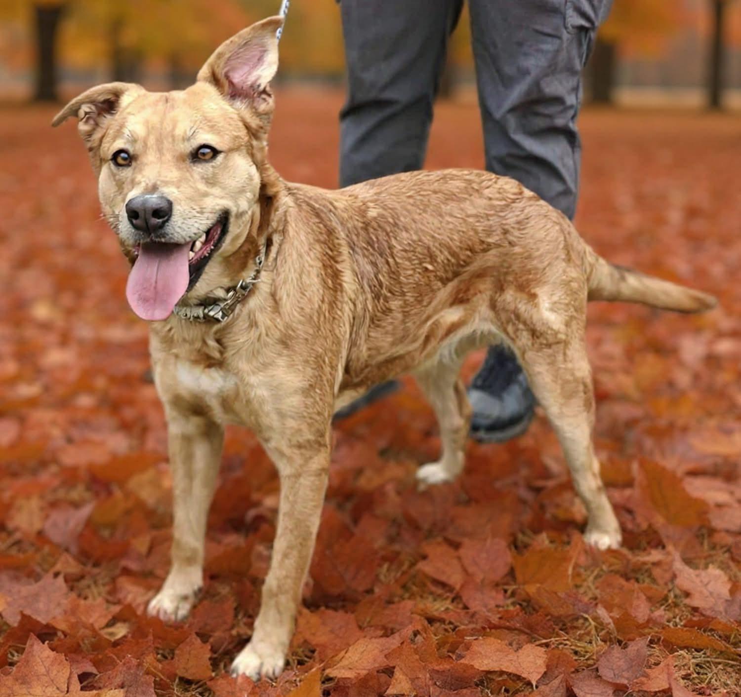 Solara, Adoptable, Adult Female Mixed Breed.