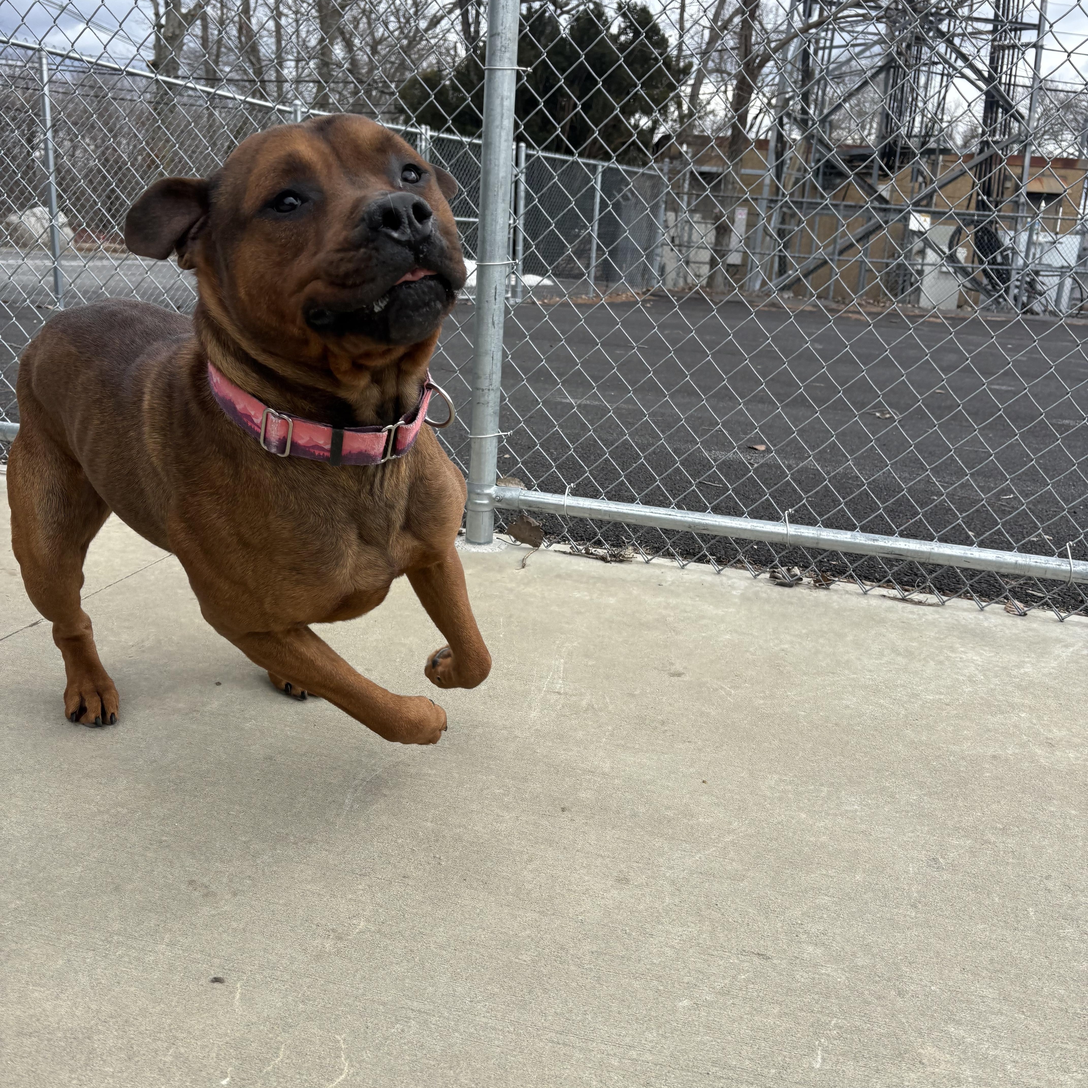 Enlarge Brutus, a ADOPTABLE mixed breed in North Providence, RI image 3/3