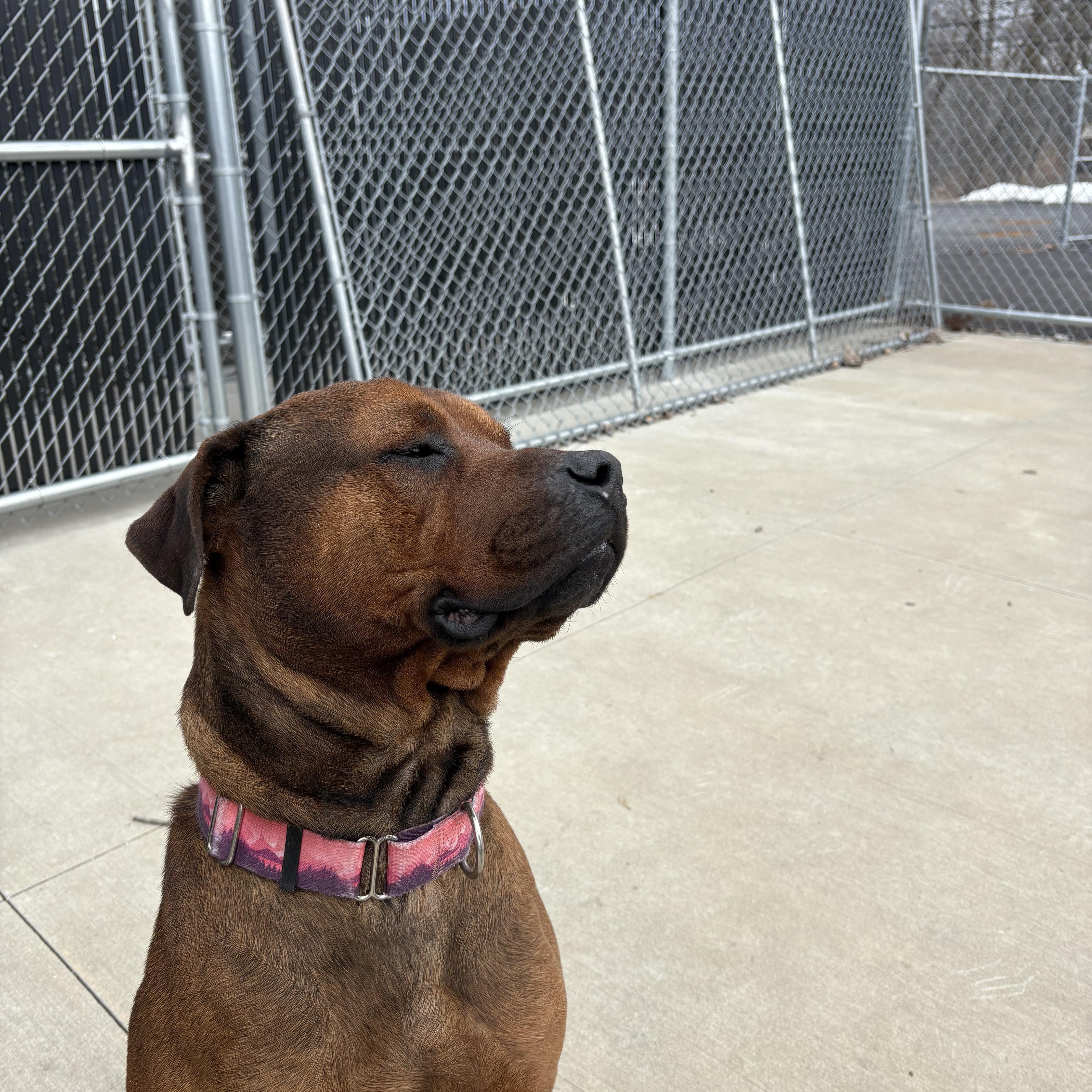Enlarge Brutus, a ADOPTABLE mixed breed in North Providence, RI image 1/3