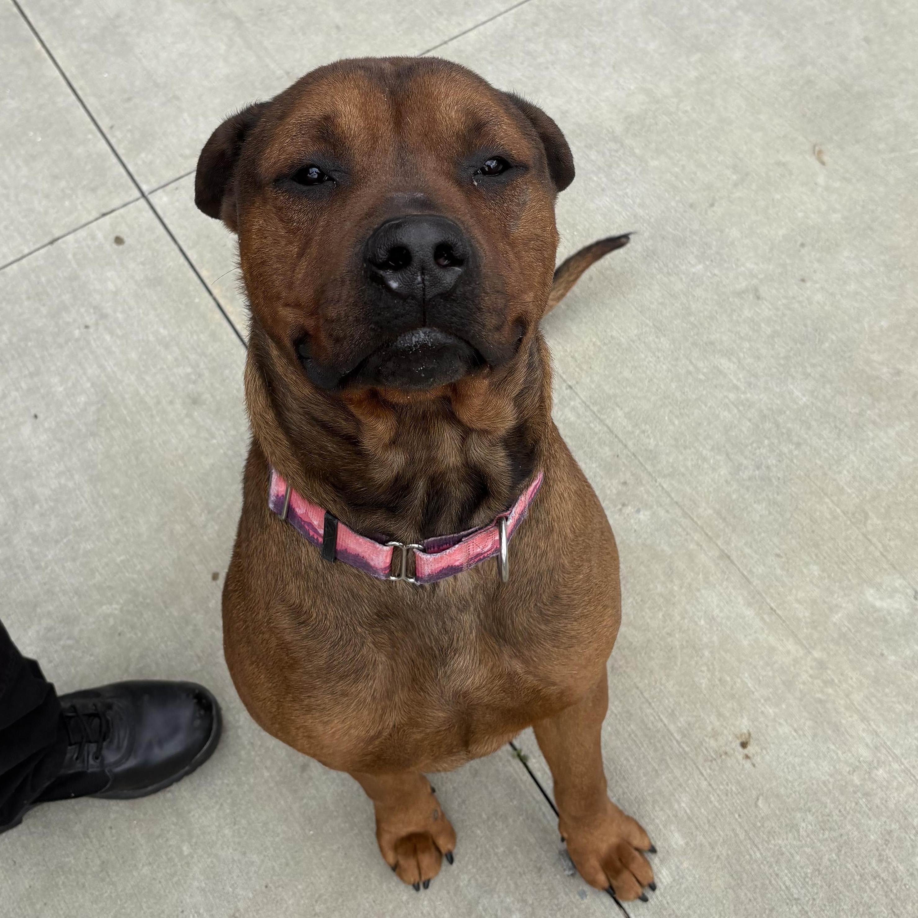 Enlarge Brutus, a ADOPTABLE mixed breed in North Providence, RI image 2/3