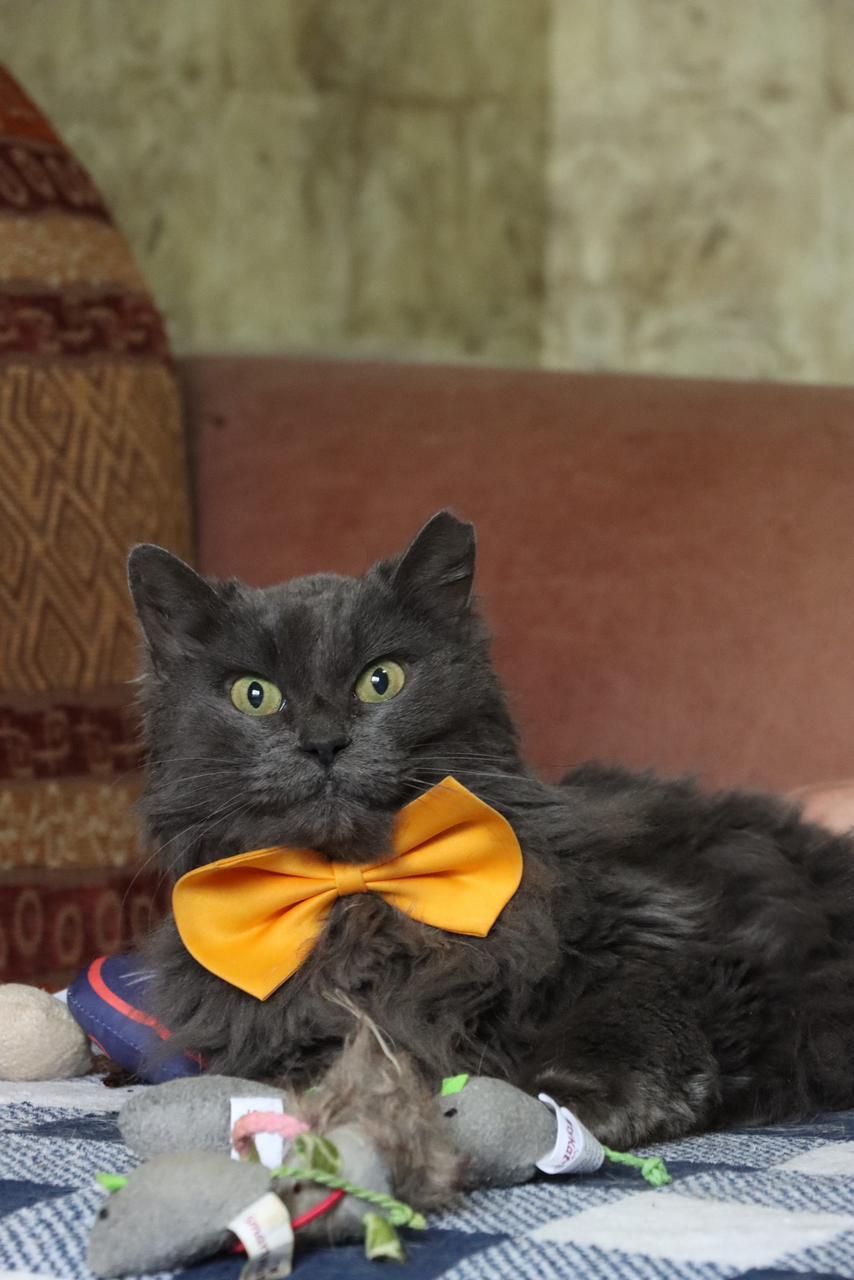 Enlarge NAYLA, a Adoptable British Longhair in kingston, NY image 1/6
