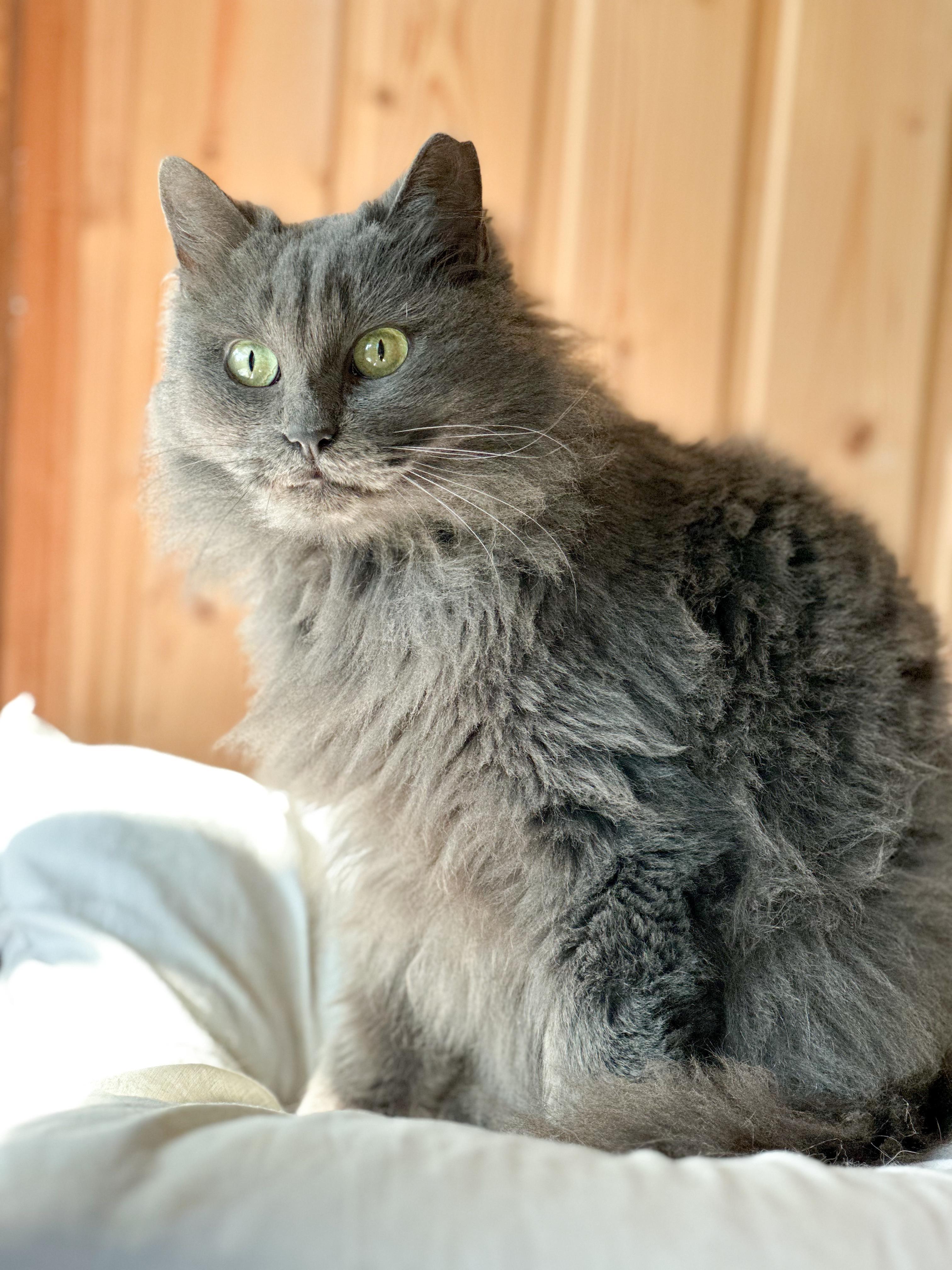 Enlarge NAYLA, a Adoptable British Longhair in kingston, NY image 3/6