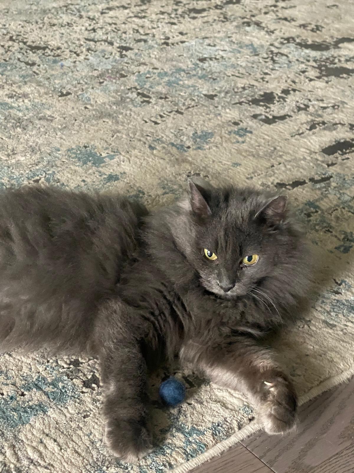Enlarge NAYLA, a Adoptable British Longhair in kingston, NY image 5/6
