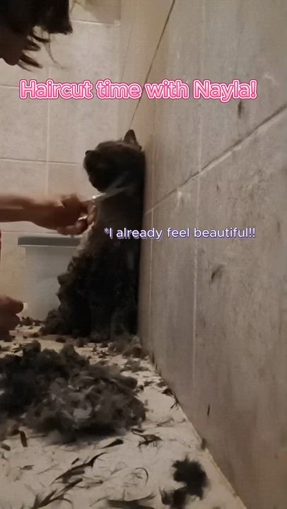 Enlarge NAYLA, a Adoptable British Longhair in kingston, NY video 4/6