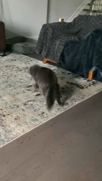 Enlarge NAYLA, a Adoptable British Longhair in kingston, NY video 2/6