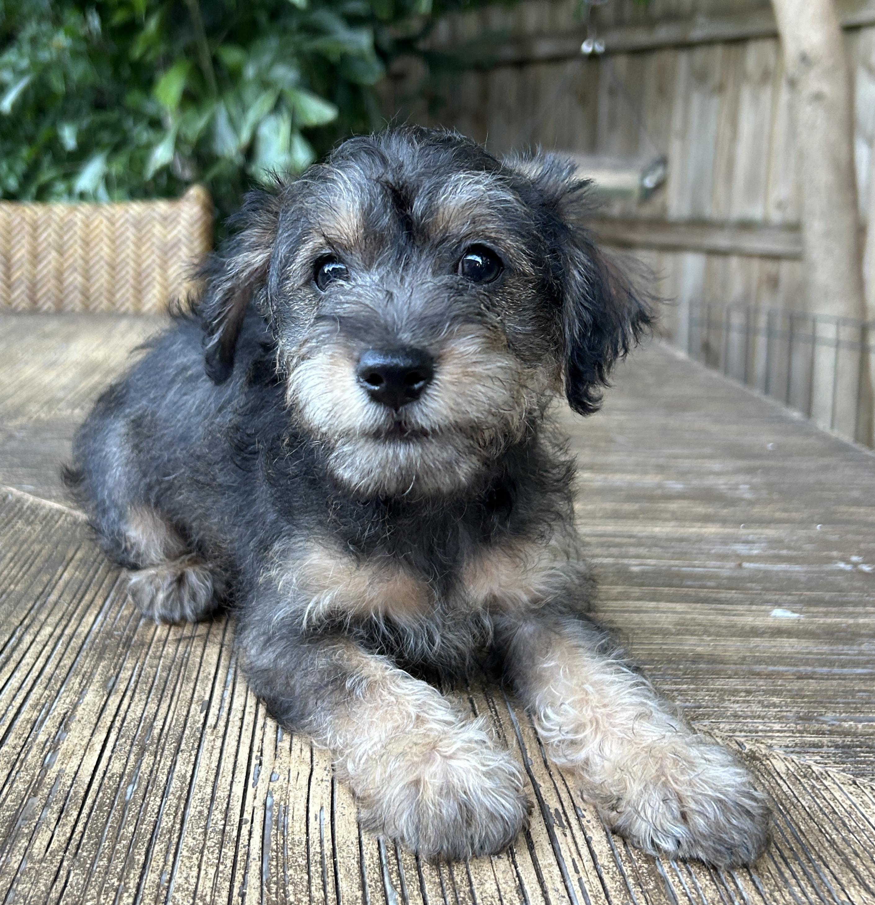 Enlarge Jose Cuervo, a Adopted mixed breed in Sarasota, FL image 1/4