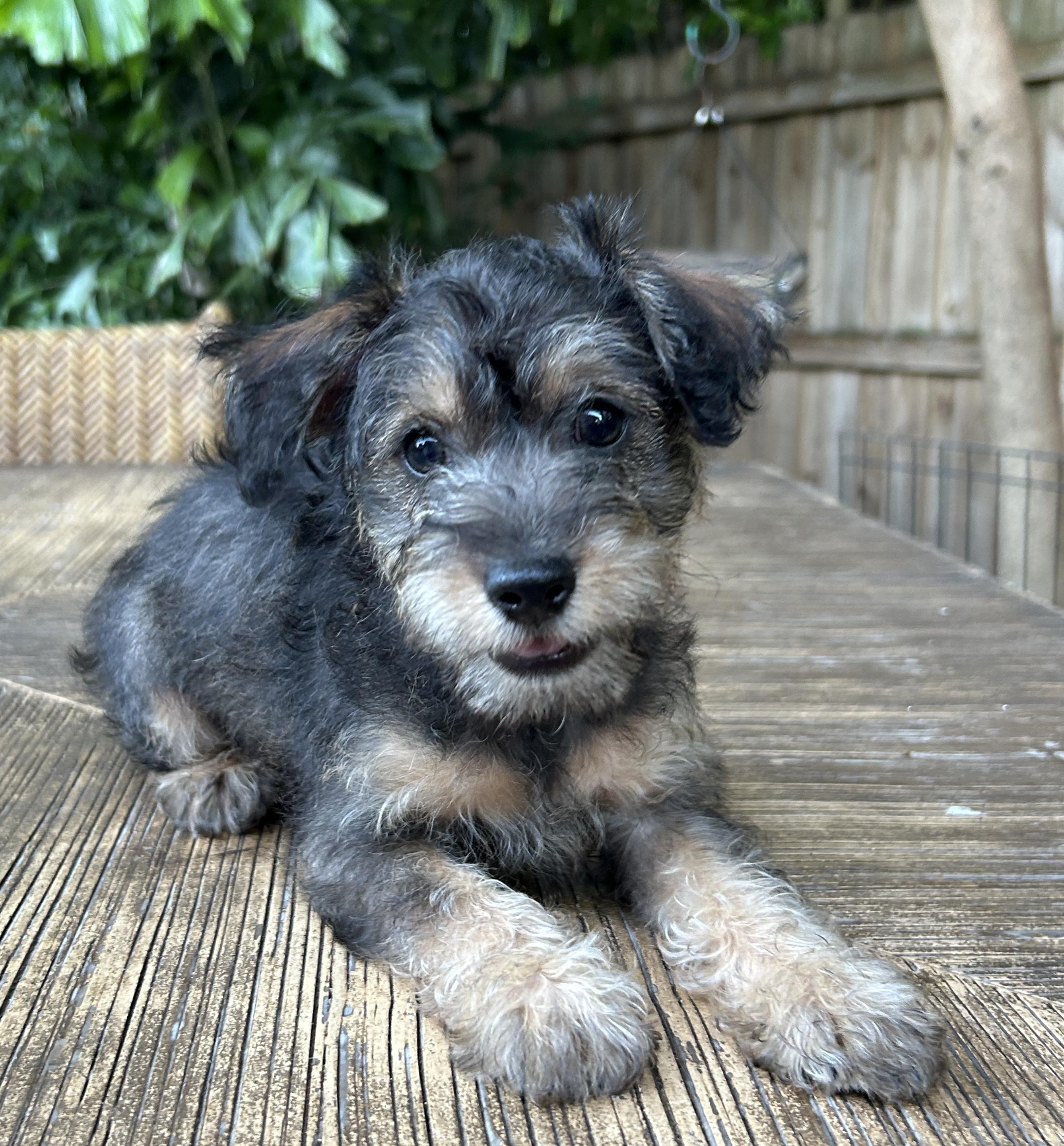 Enlarge Jose Cuervo, a Adopted mixed breed in Sarasota, FL image 3/4