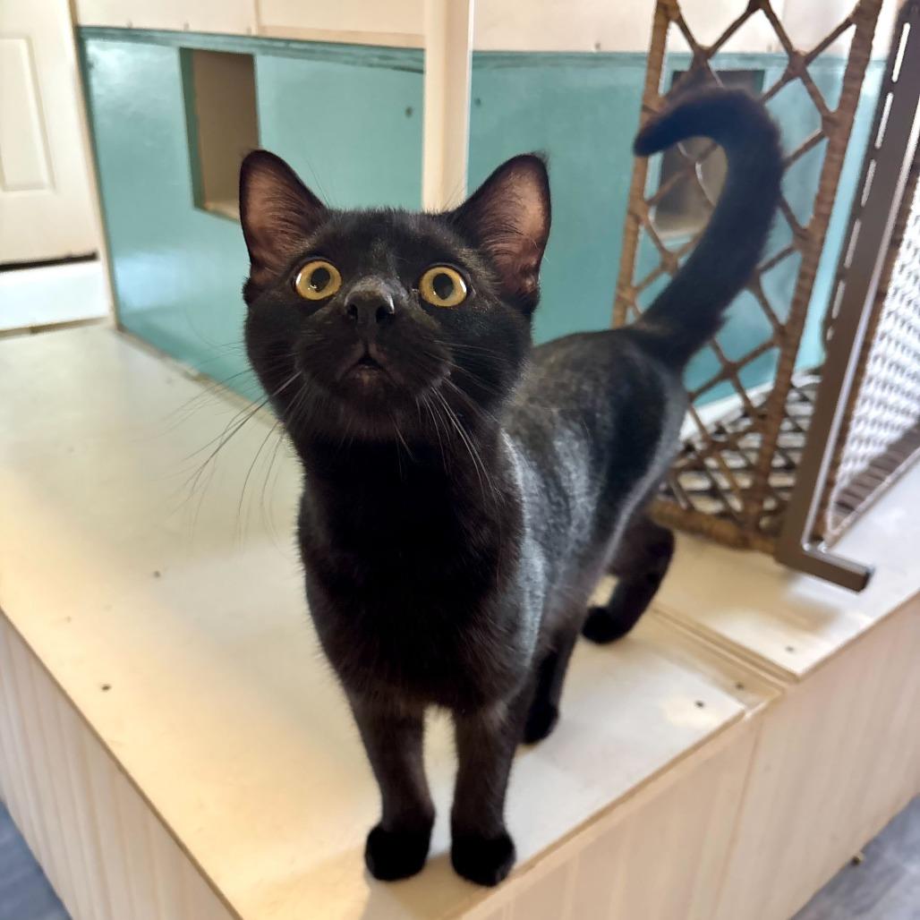 Sinker, Adoptable, Young Male Domestic Short Hair.