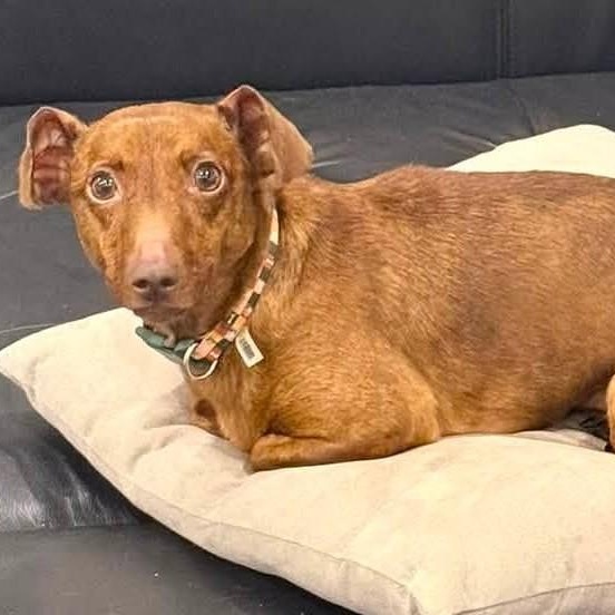 Noah, a ADOPTABLE mixed breed in Cherry Hill, NJ image 6/6