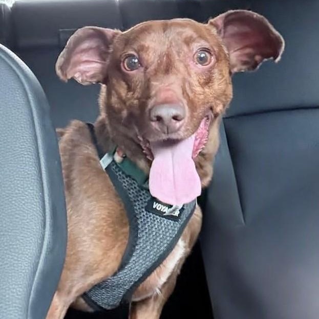 Noah, a ADOPTABLE mixed breed in Cherry Hill, NJ image 3/6