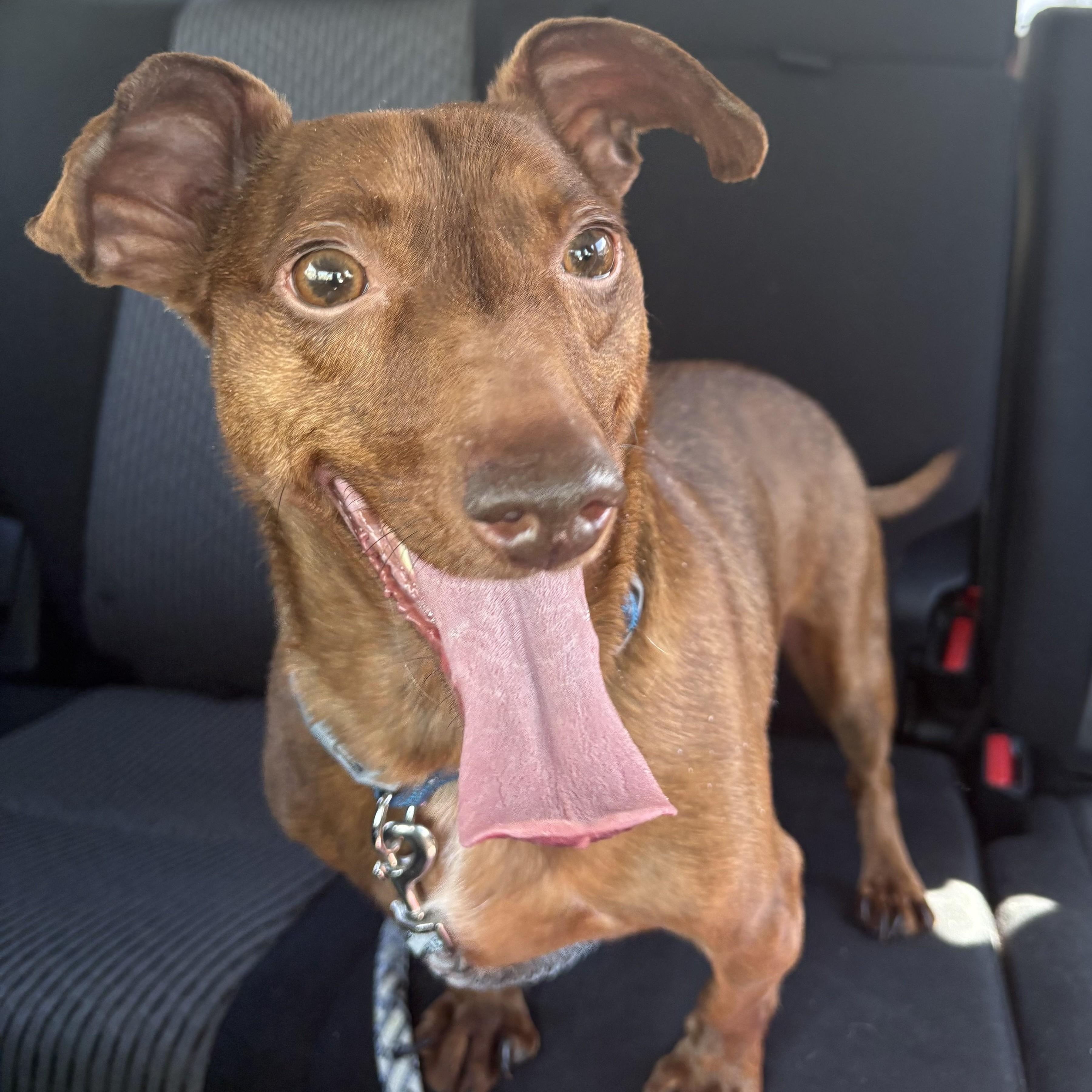 Noah, ADOPTABLE, Young Male Dachshund.