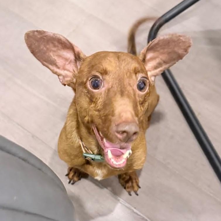 Noah, a ADOPTABLE mixed breed in Cherry Hill, NJ image 2/6