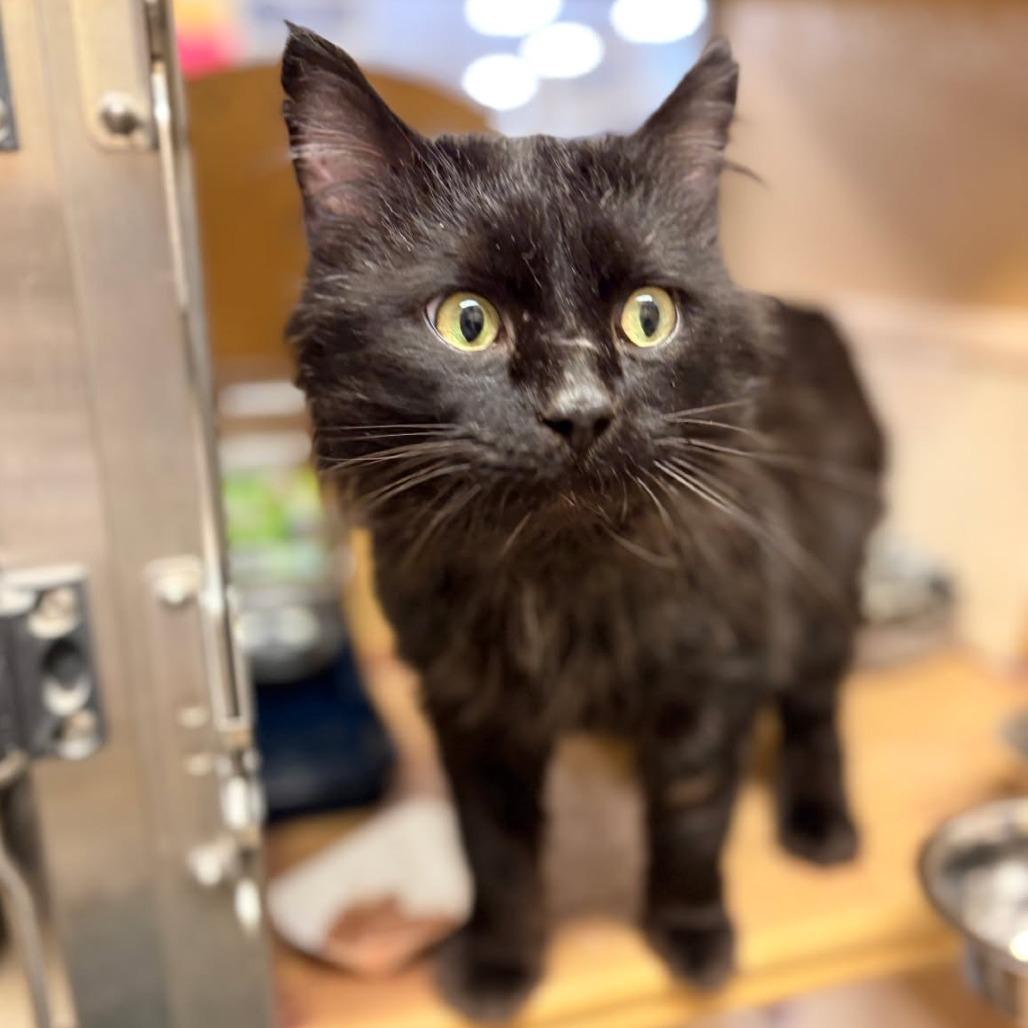 Enlarge 0126-156 Zeke, a Adoptable Domestic Long Hair in Abingdon, MD image 2/6