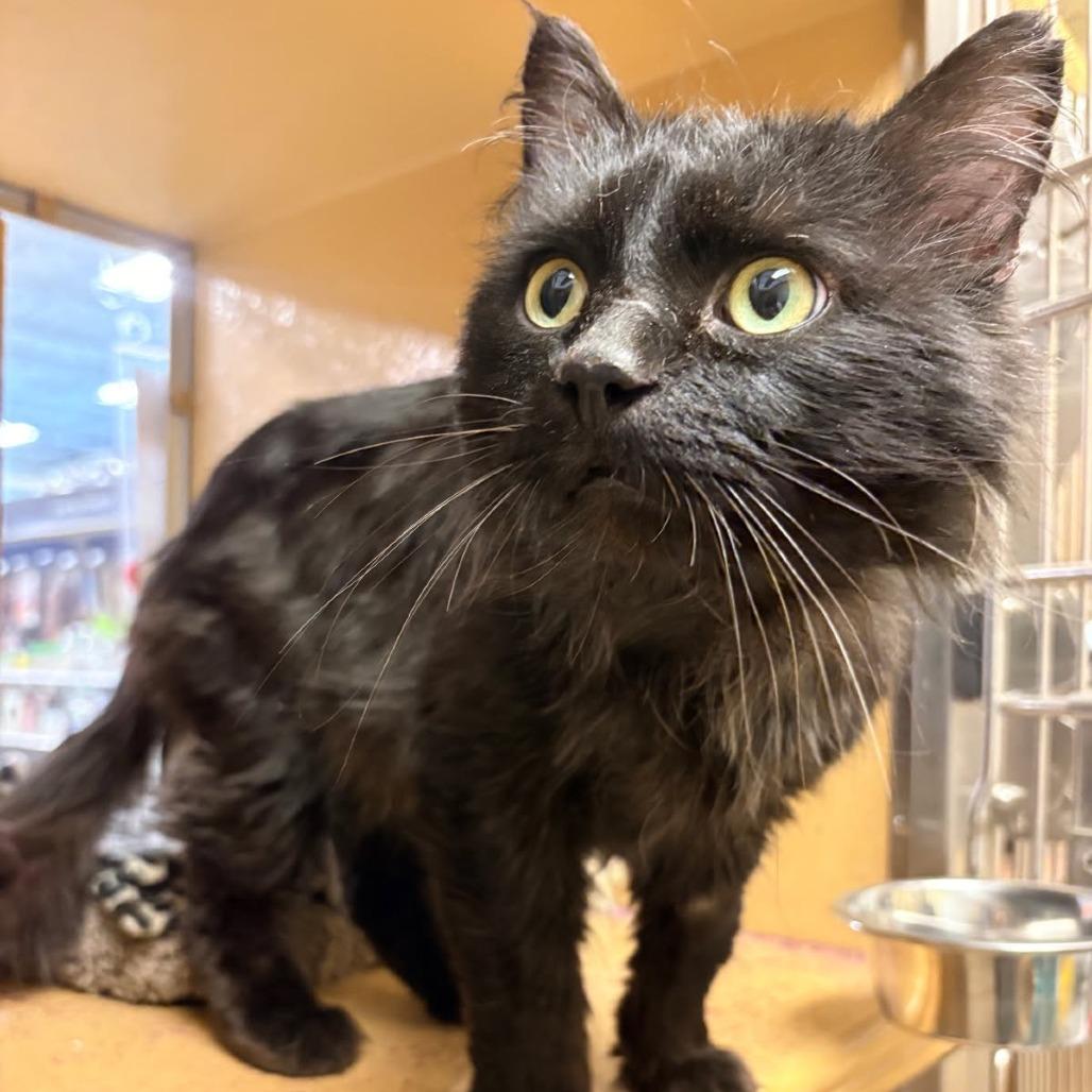 Enlarge 0126-156 Zeke, a Adoptable Domestic Long Hair in Abingdon, MD image 3/6