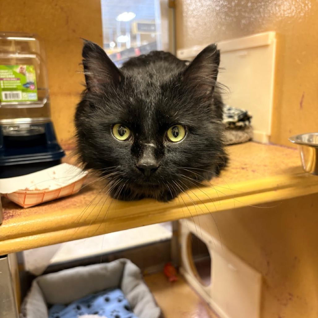 Enlarge 0126-156 Zeke, a Adoptable Domestic Long Hair in Abingdon, MD image 4/6