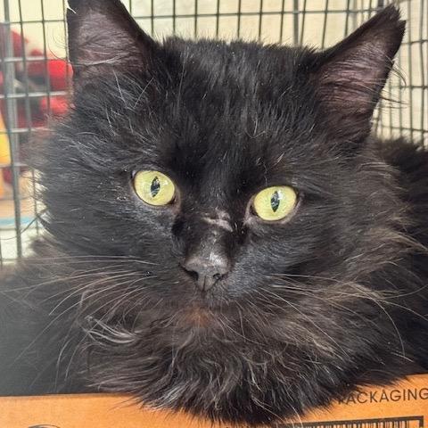 Enlarge 0126-156 Zeke, a Adoptable Domestic Long Hair in Abingdon, MD image 5/6