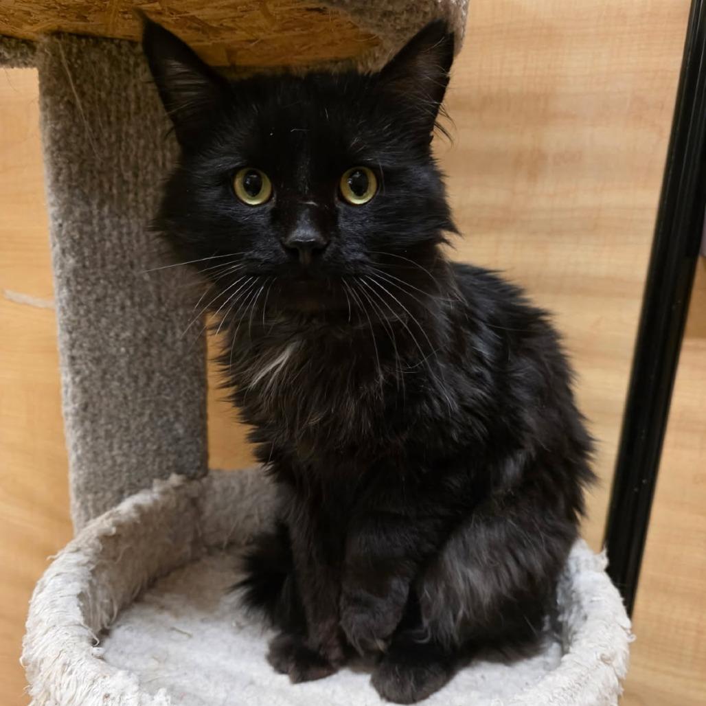 Enlarge 0126-156 Zeke, a Adoptable Domestic Long Hair in Abingdon, MD image 6/6