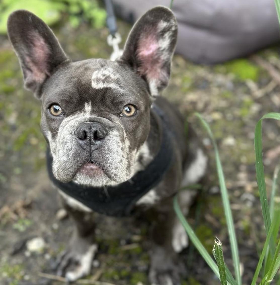 GELATO, a ADOPTABLE French Bulldog in North York, ON image 1/5