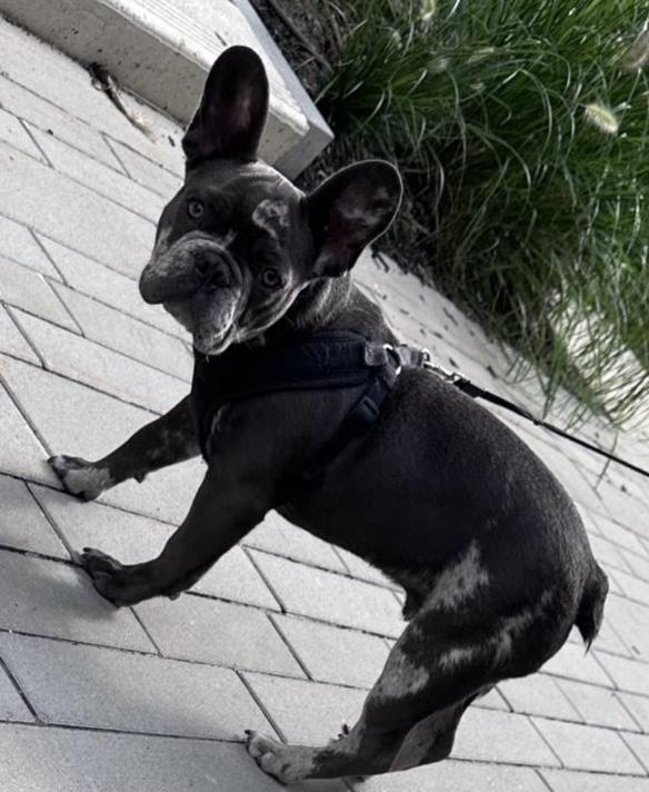 GELATO, a ADOPTABLE French Bulldog in North York, ON image 2/5