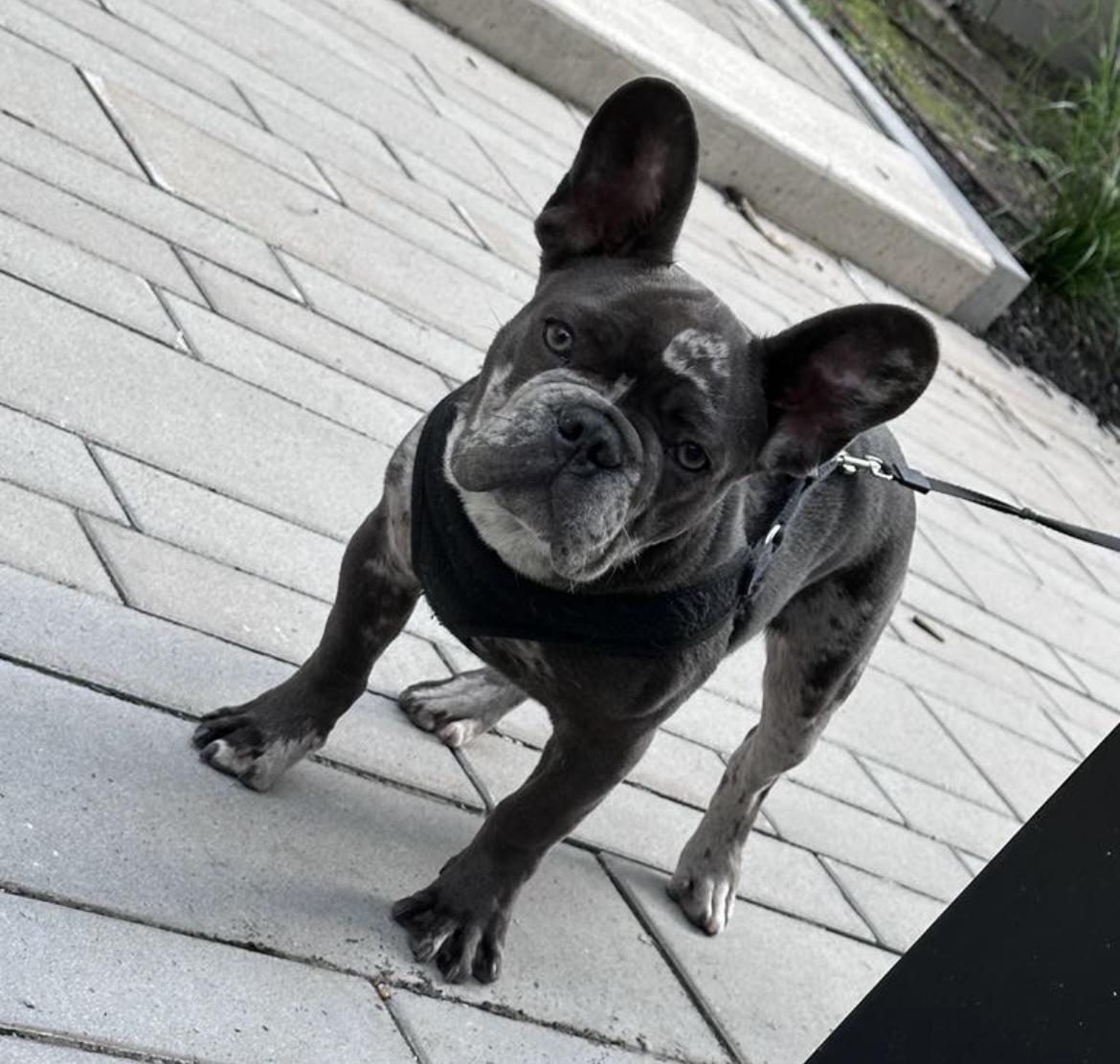 GELATO, a ADOPTABLE French Bulldog in North York, ON image 3/5