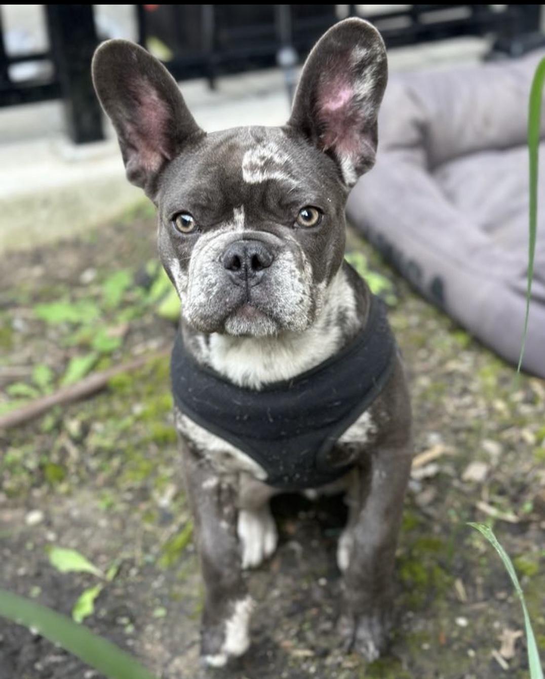 GELATO, a ADOPTABLE French Bulldog in North York, ON image 4/5