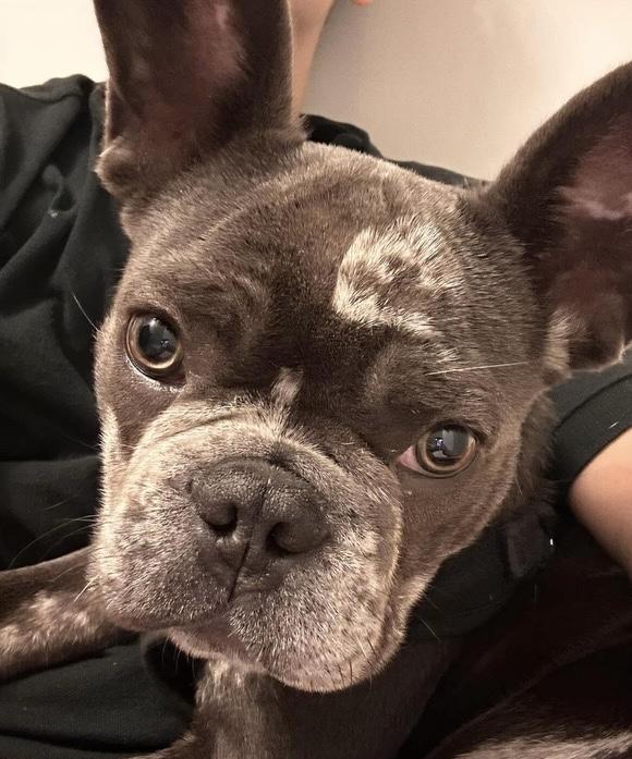 GELATO, a ADOPTABLE French Bulldog in North York, ON image 5/5