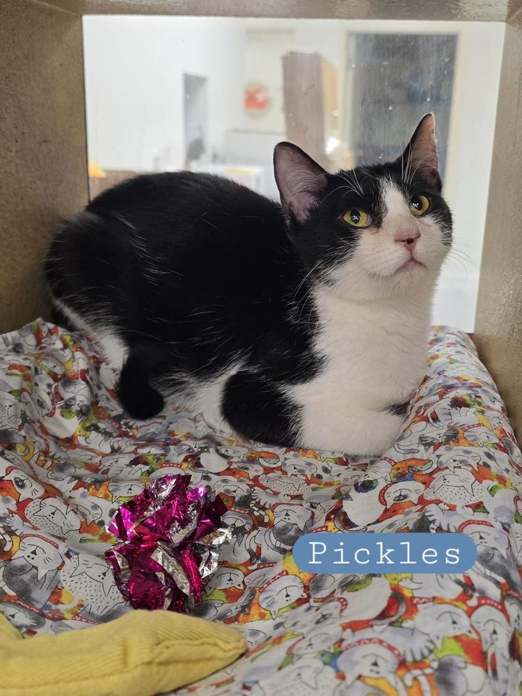 Pickles k-468, Adoptable, Young Male Domestic Short Hair.