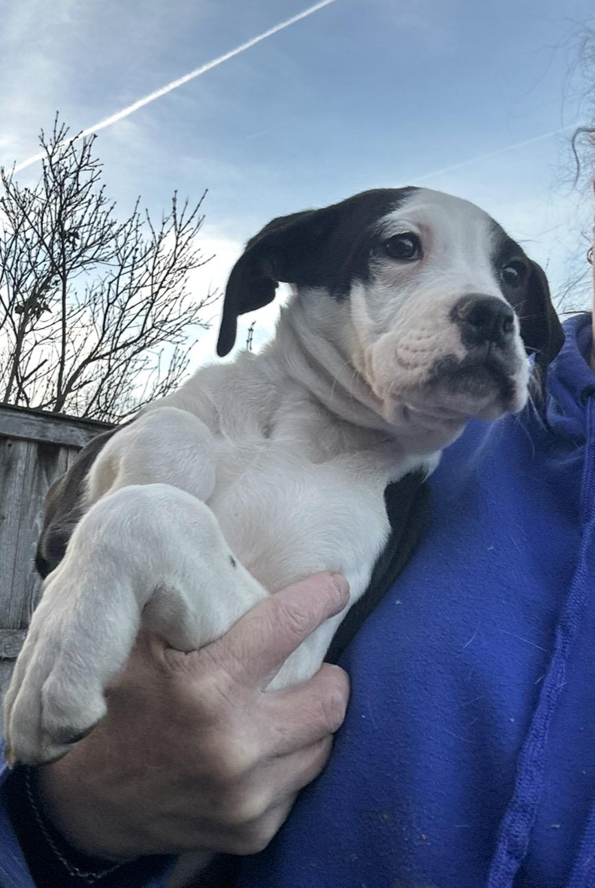 Enlarge Snowy Night, a hold mixed breed in Arlington Heights, IL image 2/4