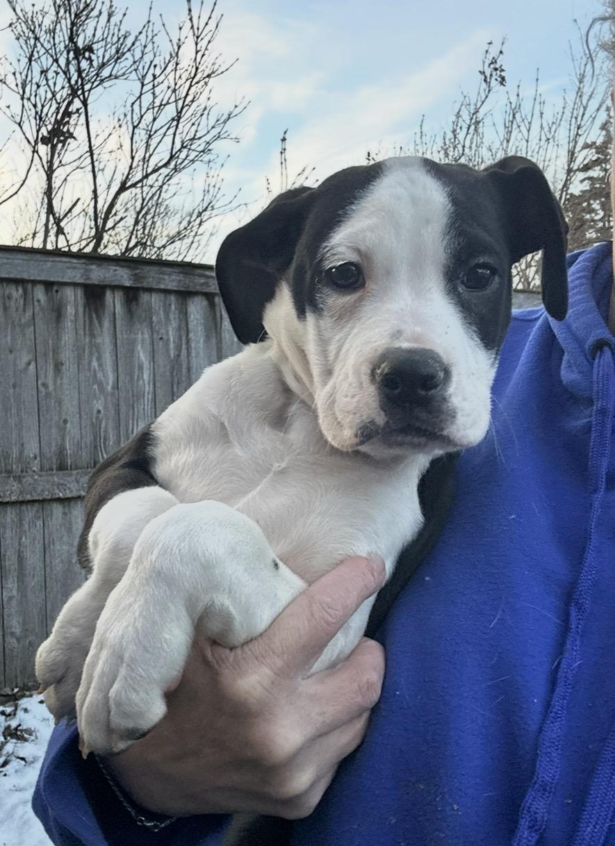 Enlarge Snowy Night, a hold mixed breed in Arlington Heights, IL image 3/4