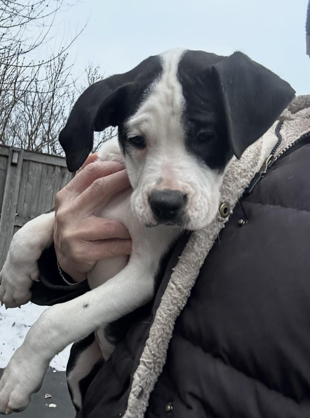 Snowy Night, ADOPTABLE, Puppy Female Boxer.