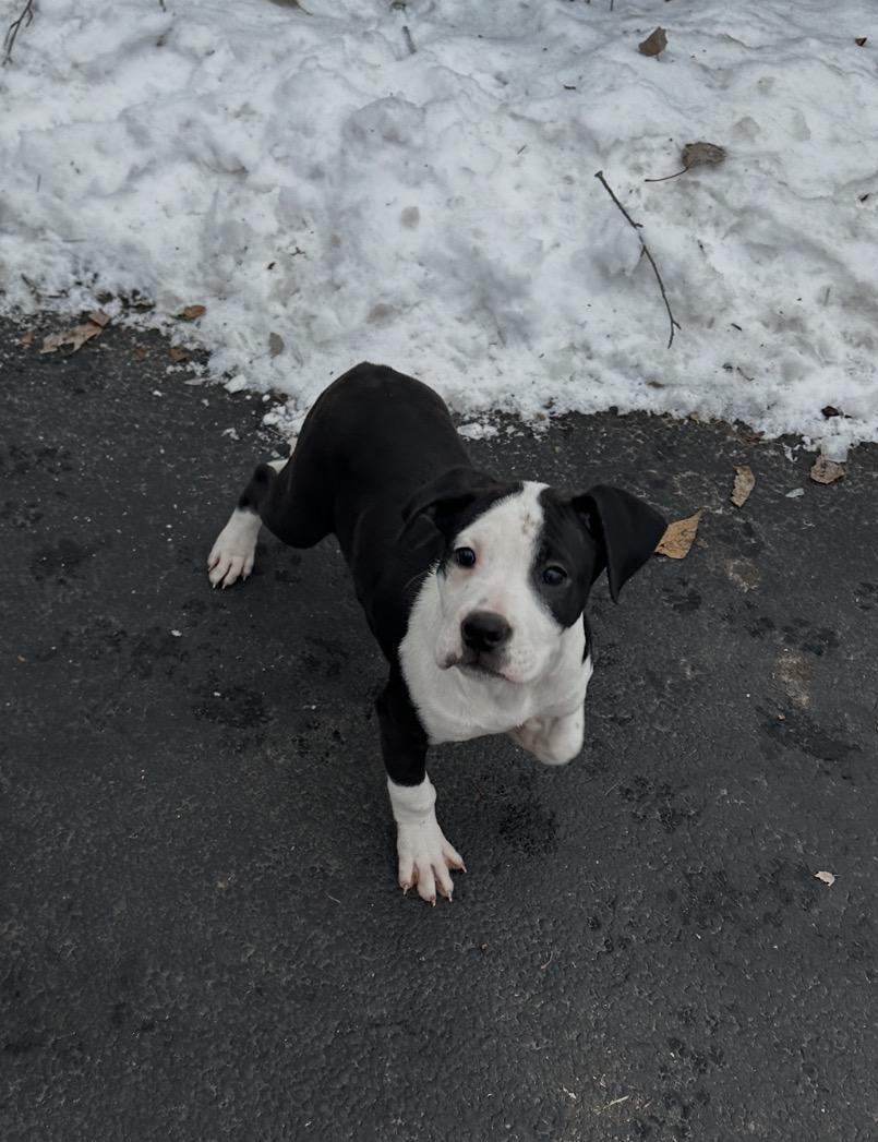 Enlarge Snowy Night, a hold mixed breed in Arlington Heights, IL image 4/4
